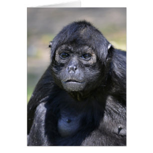 Svart spindelapa hälsningskort