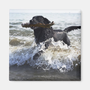 Svart spring för Labrador retriever till och med Magnet