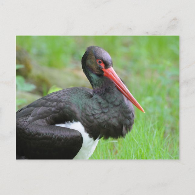 Svart stork vykort (Framsida)