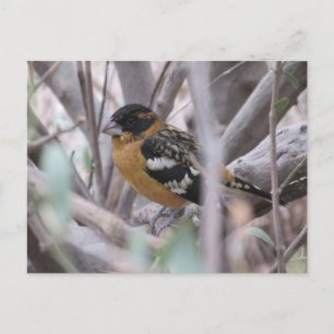 Svart styrd Grosbeak-vykort Vykort