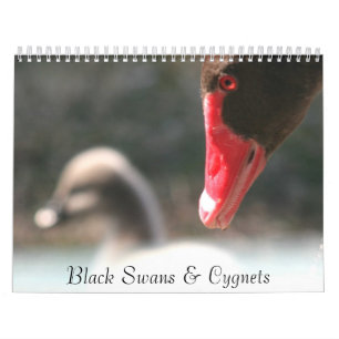 Svart svan- & Cygnetsväggkalender Kalender