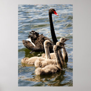 Svart Svan och Cygnet Poster