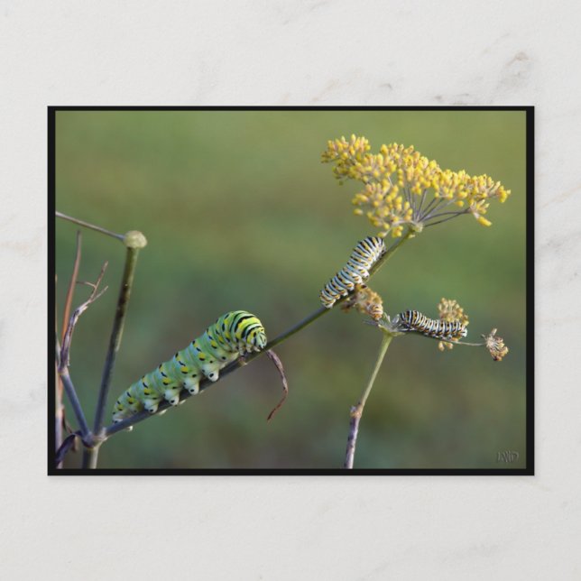 Svart, svansvepande katter vykort (Framsida)