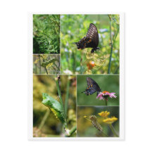 Svart Svettsmussli Livscykel vykort