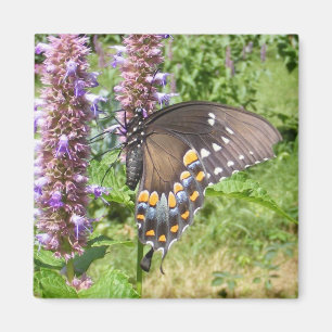 Svart Swallowtail 63 ~-magnet Magnet