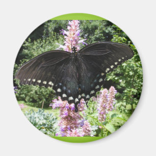 Svart Swallowtail 67 ~-magnet Magnet