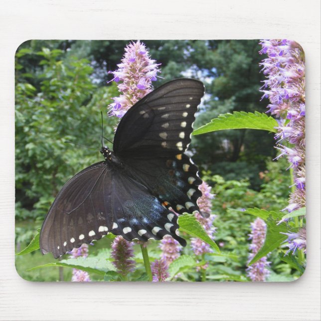 Svart Swallowtail 69 ~-mousepad Musmatta (Framsidan)