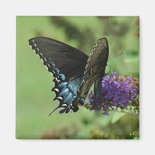 Svart Swallowtail 9.05-1 Magnet