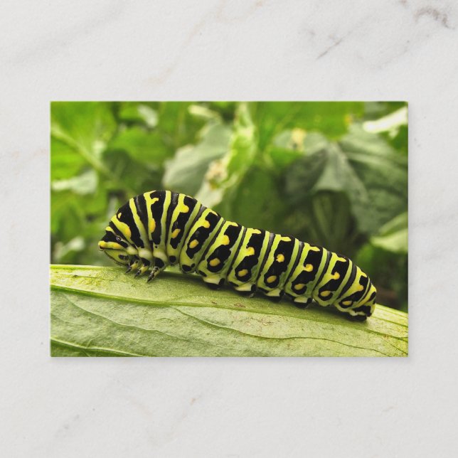 Svart Swallowtail Caterpillar ATC Visitkort (Framsida)