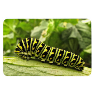 Svart Swallowtail Caterpillar Magnet