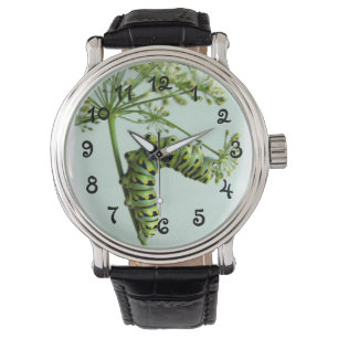 Svart Swallowtail Caterpillar som äter Armbandsur
