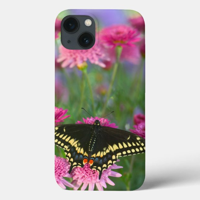 Svart Swallowtail fjäril på mörk rosablomma (Baksida)