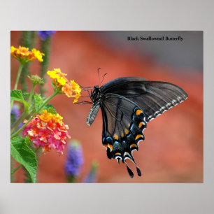 Svart Swallowtail fjäril Poster