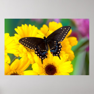 Svart Swallowtail fjäril Poster