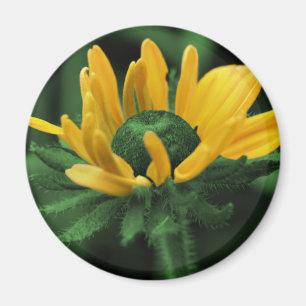 Svart synade Susan på grön blomma Magnet