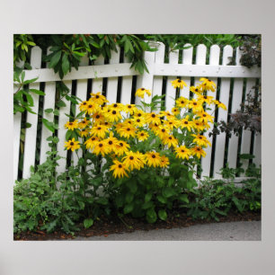 Svart synade Susans Poster