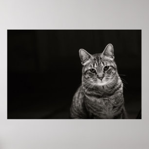 Svart Tabbykattunge Poster