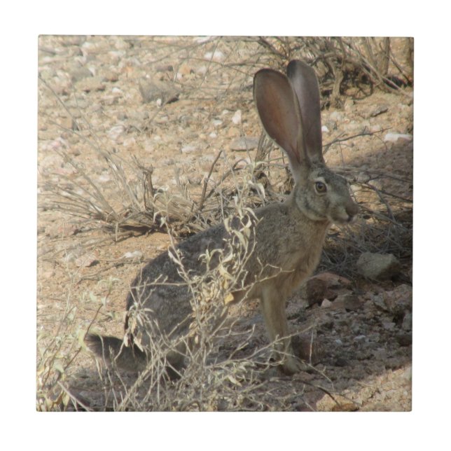 Svart-tailed Jackrabbit Kakelplatta (Framsidan)