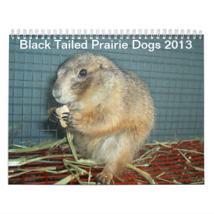 Svart Tailed präriehundar - kalender 2013