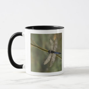Svart-tailed skumslev mugg