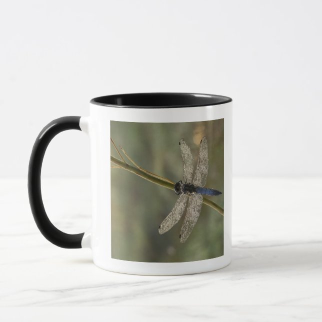 Svart-tailed skumslev mugg (Vänster)
