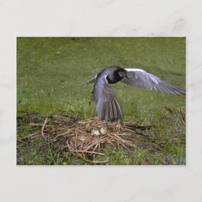 Svart Tern-flygning över nest Vykort (Framsida)