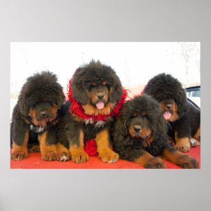 Svart tibetan Mastiff Poster