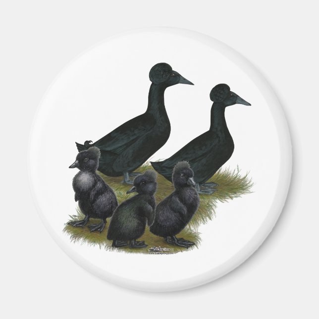 Svart Tofsvaktelfamilj Magnet (Framsidan)