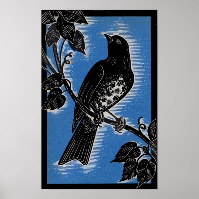 svart trast med blått poster (Framsidan)
