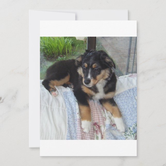 Svart tri puppy aussie (Framsida)