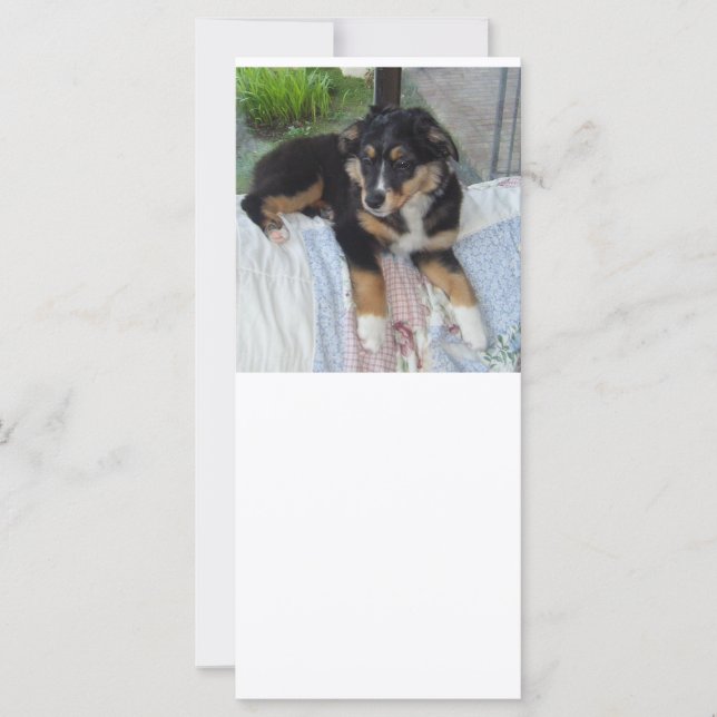 Svart tri puppy aussie (Framsida)