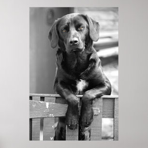 Svart tryck för Labrador hundaffisch