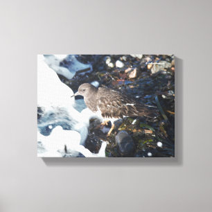 Svart turnstone Shorebird i Surfan Canvastryck