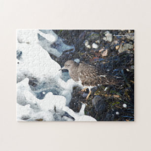 Svart turnstone Shorebird i Surfan Pussel
