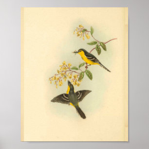 Svart utbrostad Gult Flycatcher Bird Print Poster