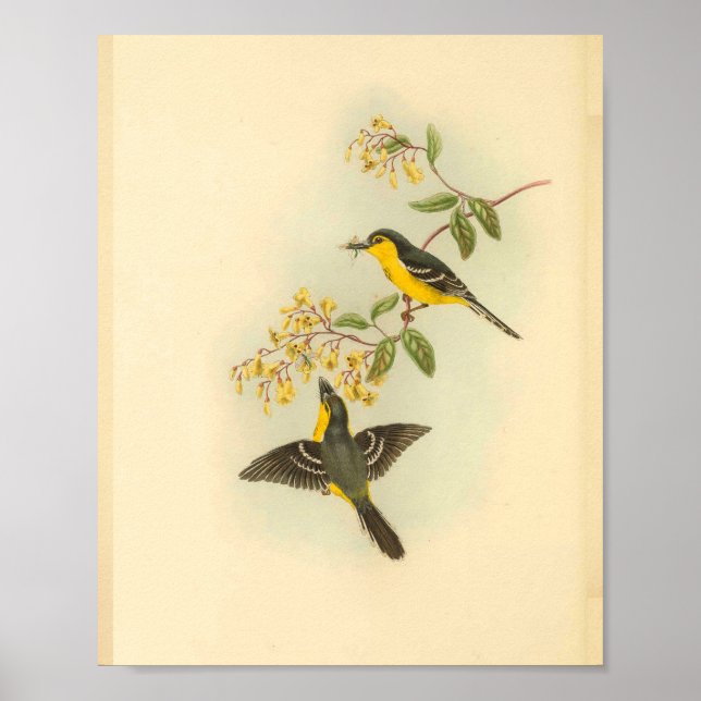 Svart utbrostad Gult Flycatcher Bird Print Poster (Framsidan)