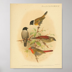 Svart utskrift av vintage Bird Red Gult Poster