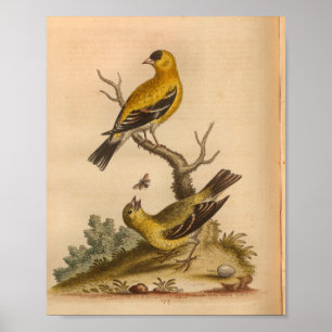 Svart utskrift av vintage från Bird Gult Poster