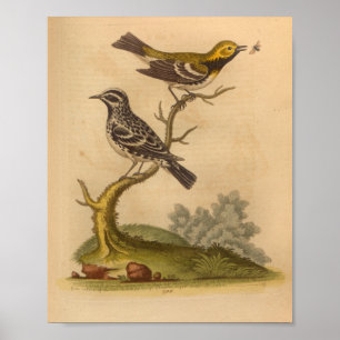 Svart utskrift av vintage från Bird Gult Poster