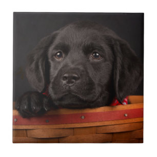 Svart valp för labrador retriever i en basket kakelplatta