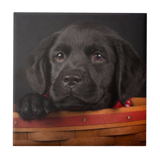 Svart valp för labrador retriever i en basket kakelplatta (Framsidan)
