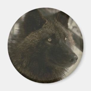 Svart Varg, Hund Magnet