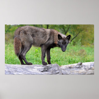 Svart Varg Poster