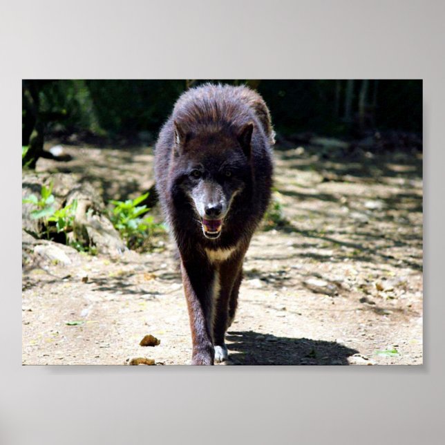 svart varg poster (Framsidan)