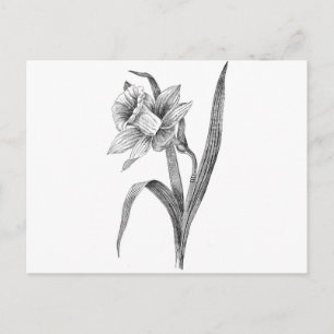 Svart vit blommor, daffodil, vintage vykort