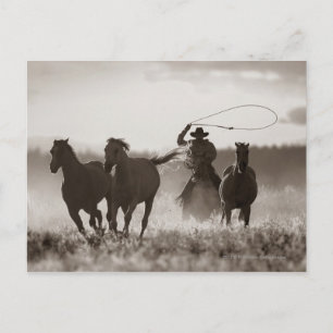 Svart-vit fotografi på en cowboy som lassor en häs vykort