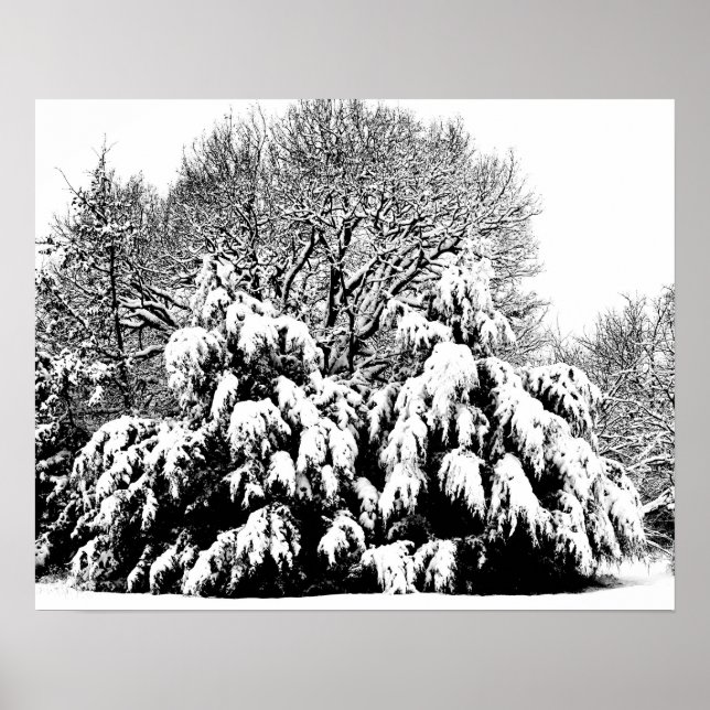 Svart-vit fotografisk konst Snö Träd Affisch (Framsidan)