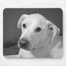 Svart-vit foton av en vacker själsfull hund
