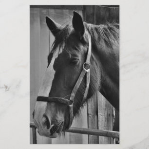 Svart Vit Häst - Djur Fotografi Konst Brevpapper