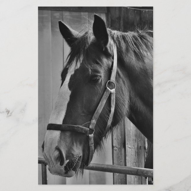 Svart Vit Häst - Djur Fotografi Konst Brevpapper (Framsida)